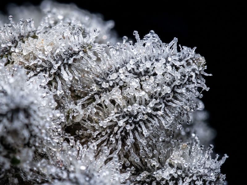 FROZEN SIFT collection